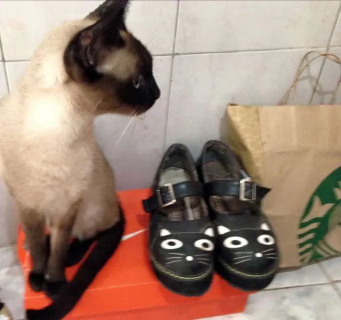 Gato raça Siamês idade 6 ou mais anos nome Coco Chanel