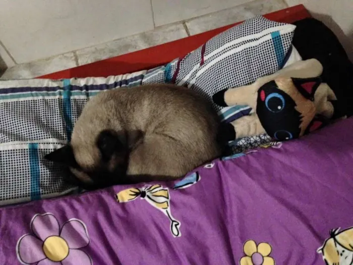 Gato raça Siamês idade 6 ou mais anos nome Coco Chanel