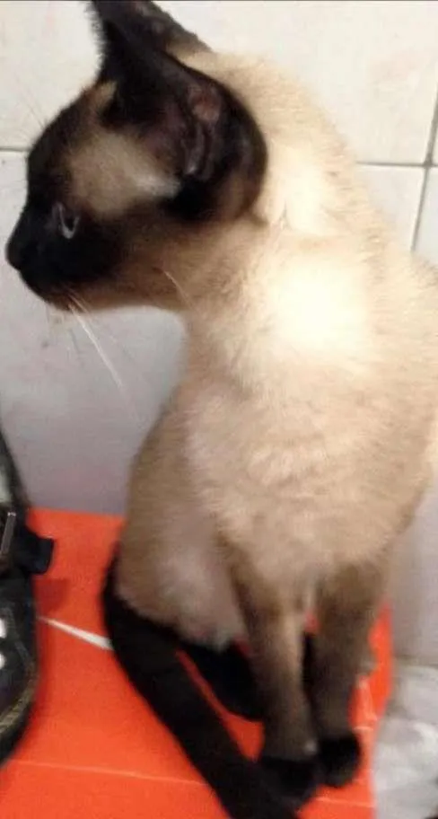 Gato raça Siamês idade 6 ou mais anos nome Coco Chanel