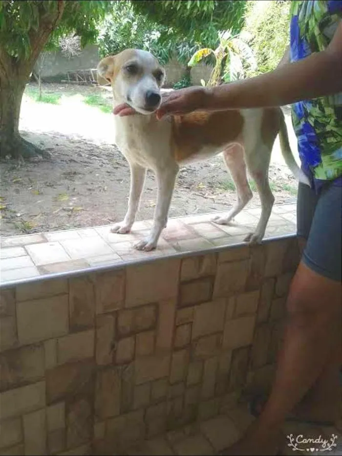 Cachorro raça vira latas idade 2 a 6 meses nome vaquinha e tchupisca