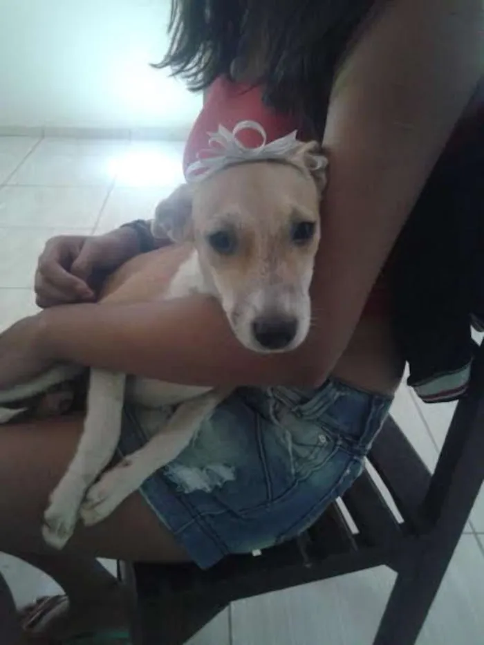 Cachorro raça vira latas idade 2 a 6 meses nome vaquinha e tchupisca