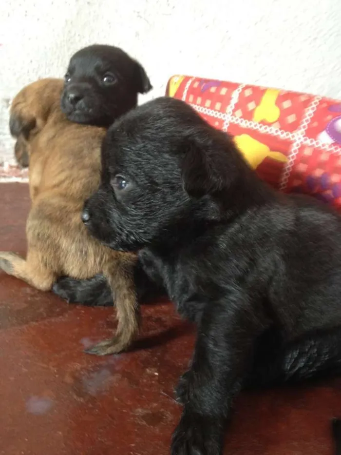 Cachorro ra a SRD idade Abaixo de 2 meses nome FAMILIA FOFA