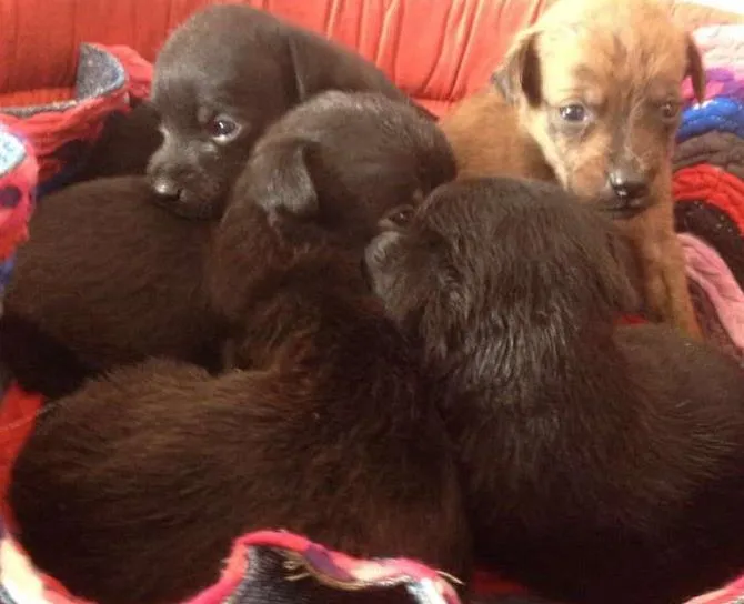 Cachorro ra a SRD idade Abaixo de 2 meses nome FAMILIA FOFA