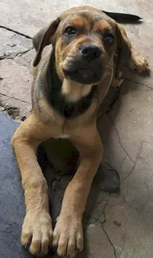 Cachorro raça Mix Rotweiller/Boxer idade  nome Cadelinha