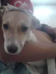 vaquinha e tchupisca