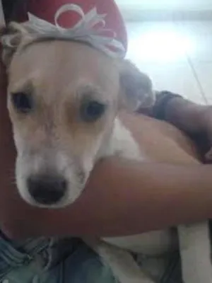 Cachorro raça vira latas idade 2 a 6 meses nome vaquinha e tchupisca
