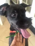 Taz