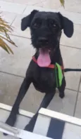 Taz