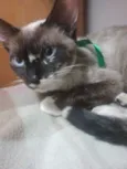 Gato raça Siamês idade 1 ano nome Tatá