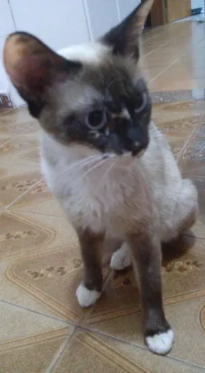 Gato raça Siamês idade 1 ano nome Tatá