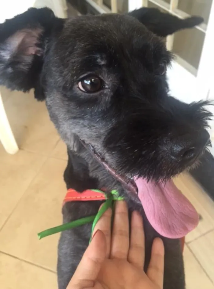 Cachorro ra a Shnauzer idade  nome Taz