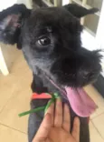 Taz