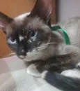 Gato raça Siamês idade 1 ano nome Tatá