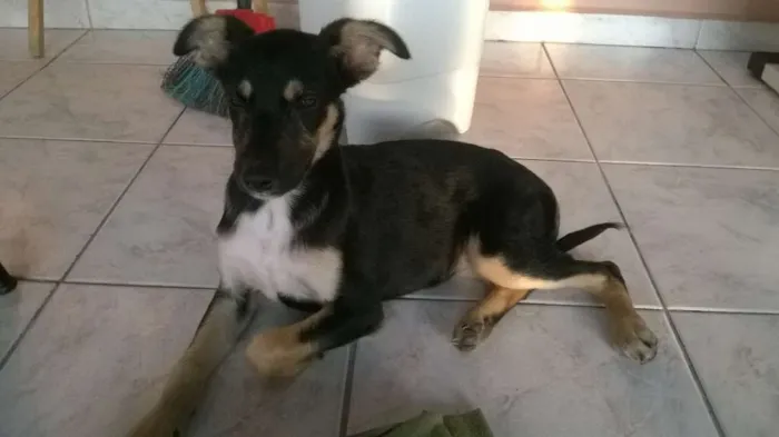 Cachorro ra a SRD idade 7 a 11 meses nome Sem Nome