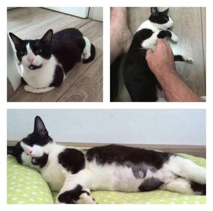Gato ra a SRD idade 1 ano nome Ava