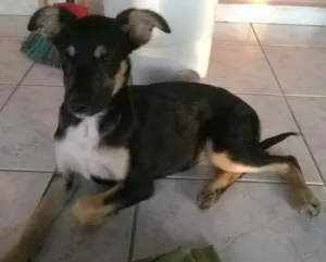 Cachorro raça SRD idade 7 a 11 meses nome Sem Nome