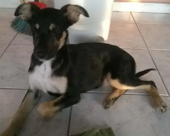 Cachorro ra a SRD idade 7 a 11 meses nome Sem Nome