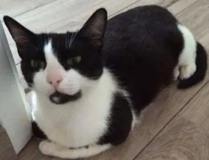 Gato ra a SRD idade 1 ano nome Ava