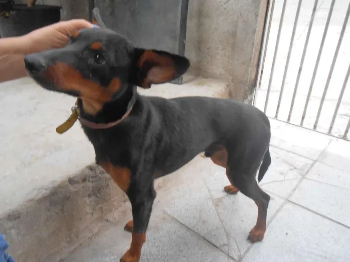 Cachorro ra a SRD idade 1 ano nome CELY