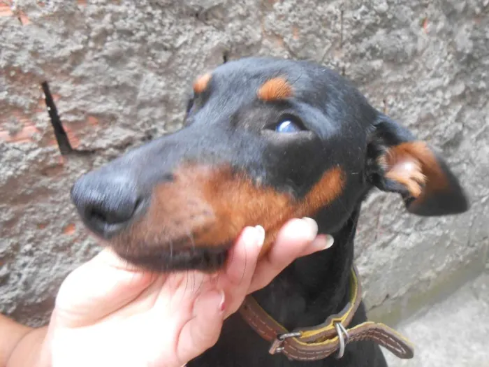 Cachorro ra a SRD idade 1 ano nome CELY
