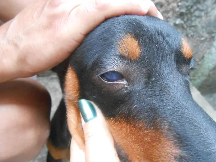 Cachorro ra a SRD idade 1 ano nome CELY