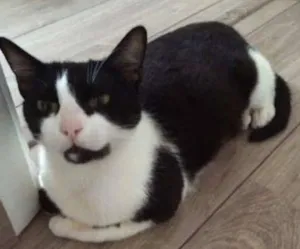 Gato raça SRD idade 1 ano nome Ava