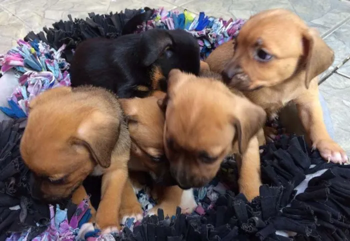 Cachorro ra a Mestiços idade Abaixo de 2 meses nome 5 filhotes