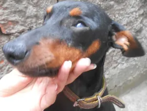 Cachorro raça SRD idade 1 ano nome CELY