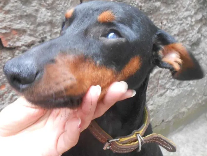 Cachorro ra a SRD idade 1 ano nome CELY