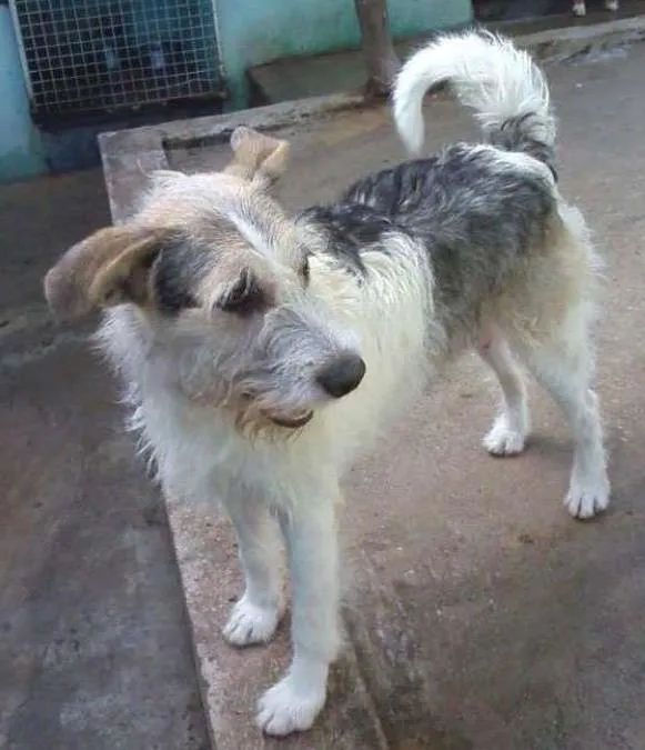 Cachorro ra a SRD idade 3 anos nome JACK