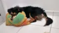 Gabu