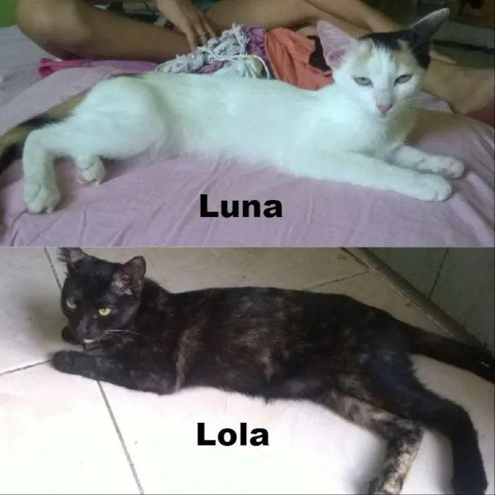 Gato ra a vira-lata idade 2 a 6 meses nome Lola e Luna
