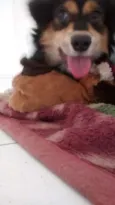 Gabu