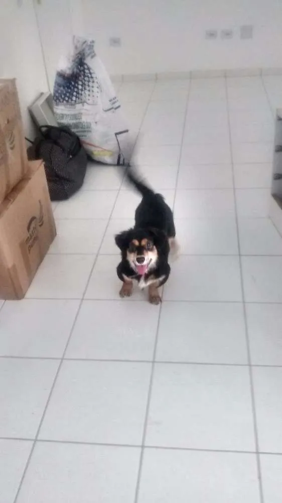 Cachorro ra a  idade  nome Gabu
