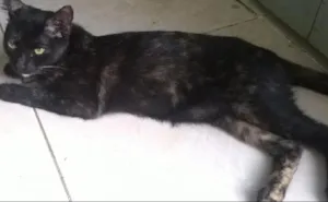 Gato raça vira-lata idade 2 a 6 meses nome Lola e Luna