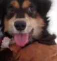 Gabu