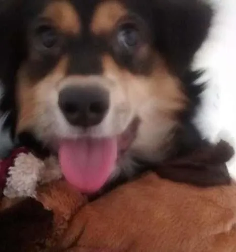 Cachorro ra a  idade  nome Gabu