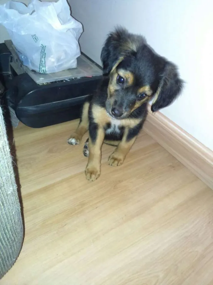 Cachorro ra a Vira lata  idade 2 a 6 meses nome Dora