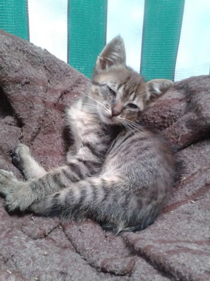 Gato ra a SRD idade 2 a 6 meses nome Sem nome