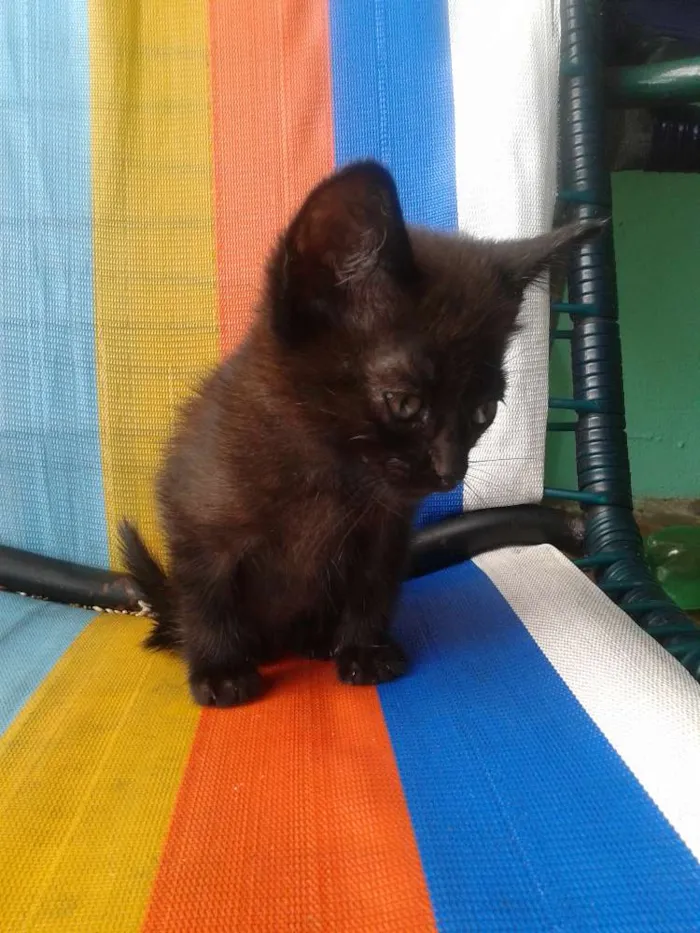Gato ra a SRD idade 2 a 6 meses nome Sem nome