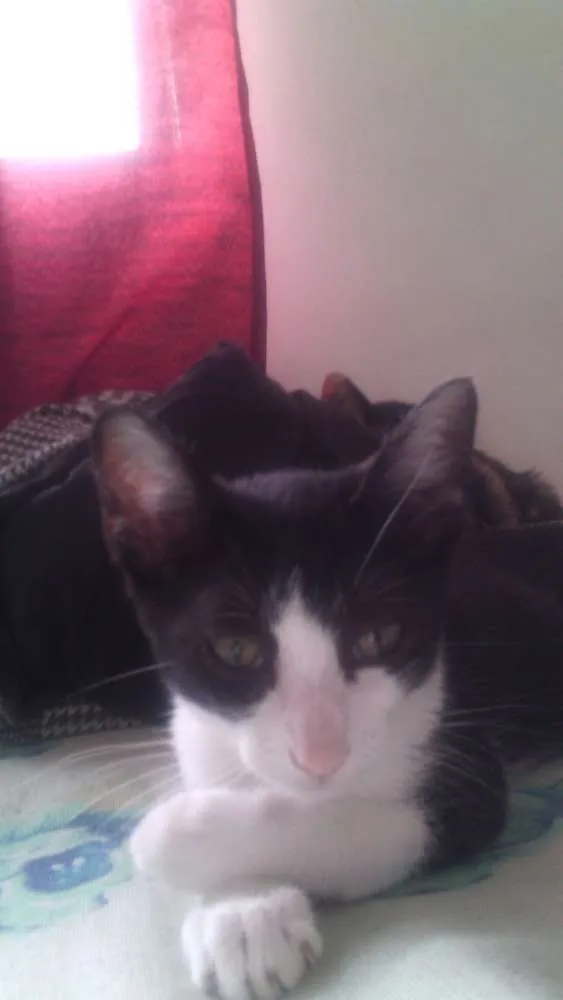 Gato ra a srd idade 2 a 6 meses nome Pitty