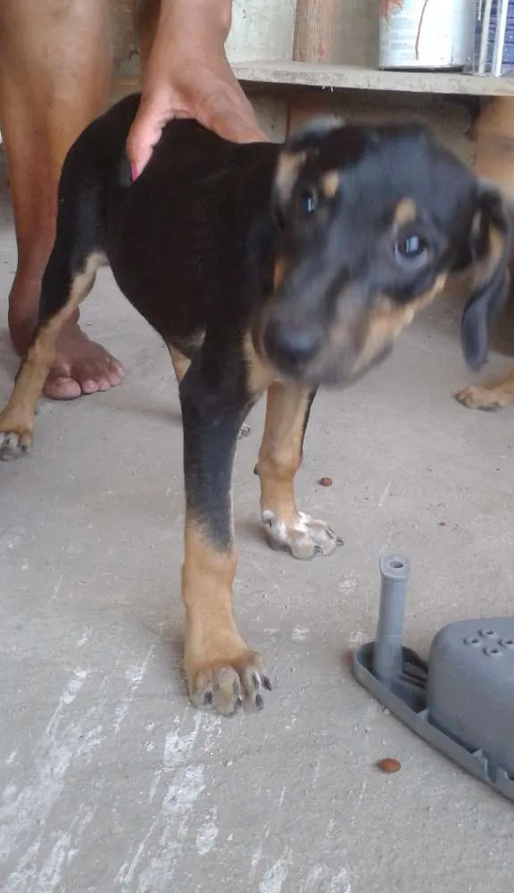 Cachorro raça Sem raça idade 7 a 11 meses nome Filhotes
