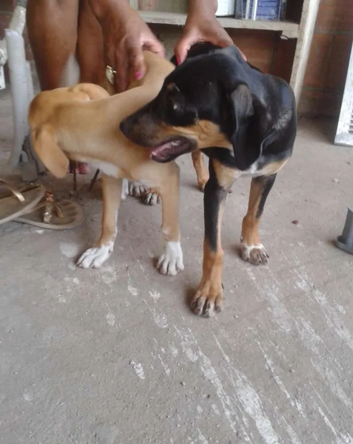 Cachorro raça Sem raça idade 7 a 11 meses nome Filhotes