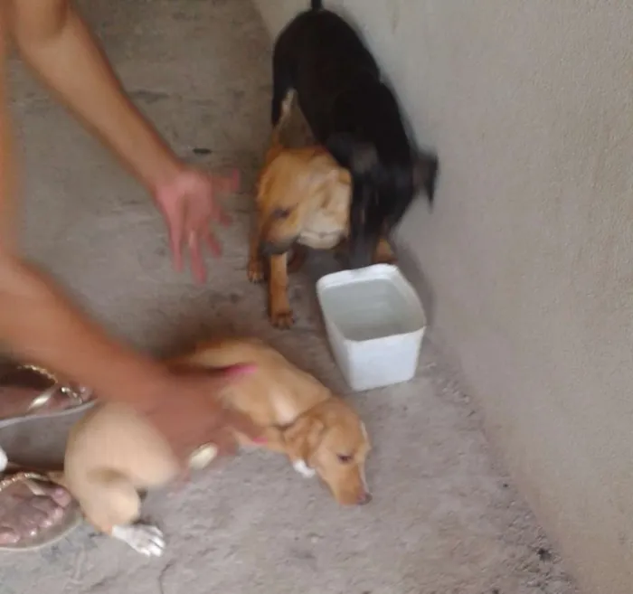 Cachorro raça Sem raça idade 7 a 11 meses nome Filhotes