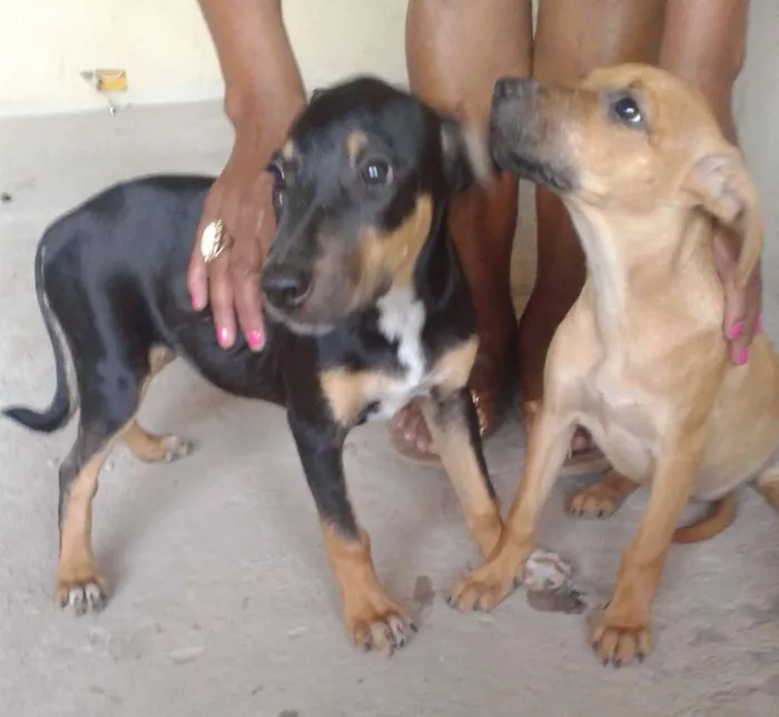 Cachorro raça Sem raça idade 7 a 11 meses nome Filhotes