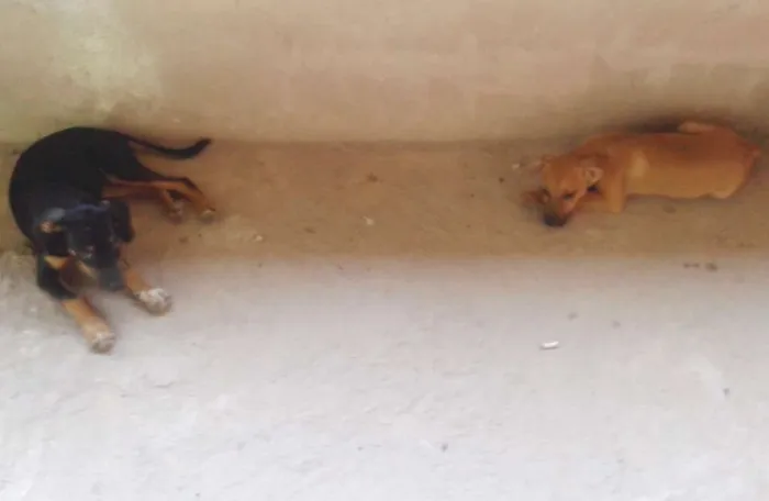 Cachorro raça Sem raça idade 7 a 11 meses nome Filhotes