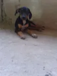Filhotes