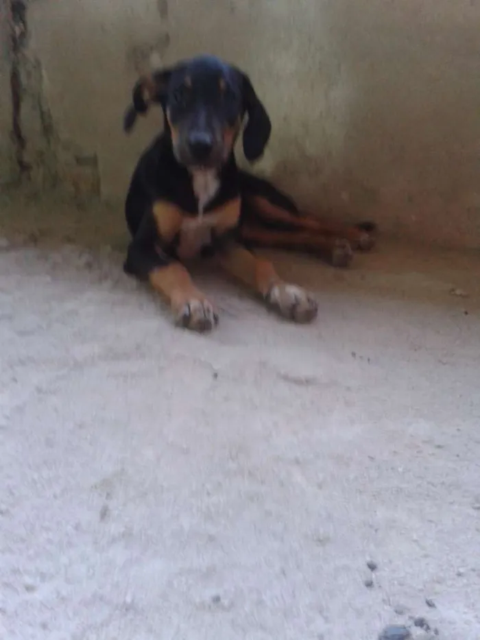 Cachorro raça Sem raça idade 7 a 11 meses nome Filhotes