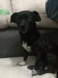 Amora