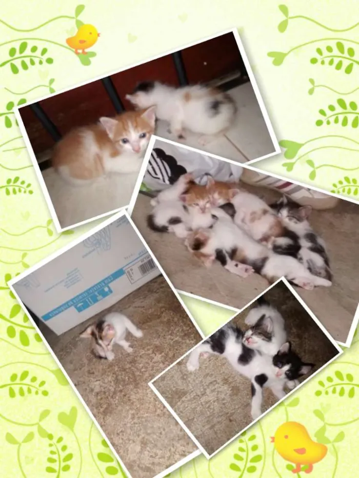 Gato ra a vira-lata idade 2 a 6 meses nome VÁRIOS